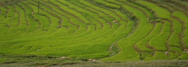 Terrace Farming